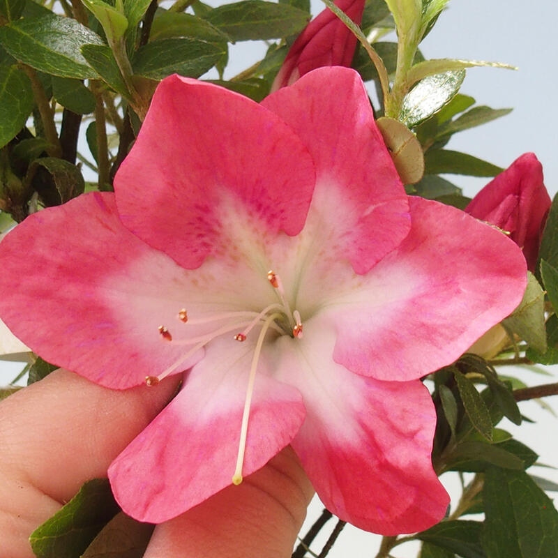Kültéri bonsai - Japán azálea - Azalea Rin
