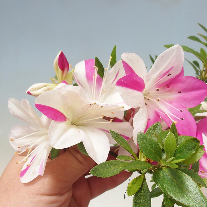 Kültéri bonsai - Japán azálea - Azálea kéz