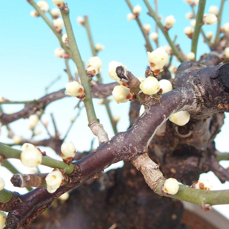 Kültéri bonsai – Japán barack – Prunus Mume