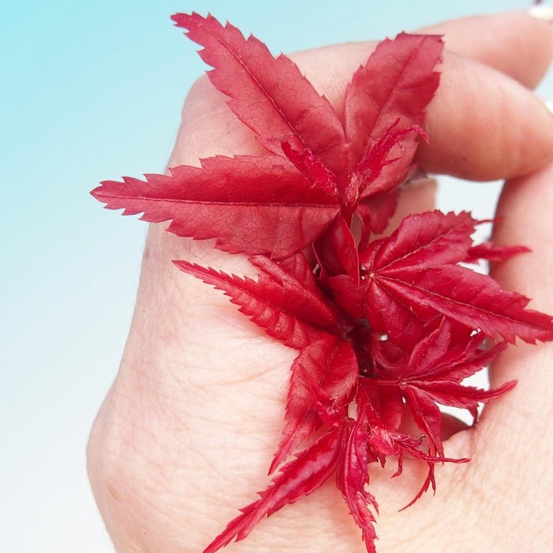 Kültéri bonsai - Acer palmatum DESHOJO