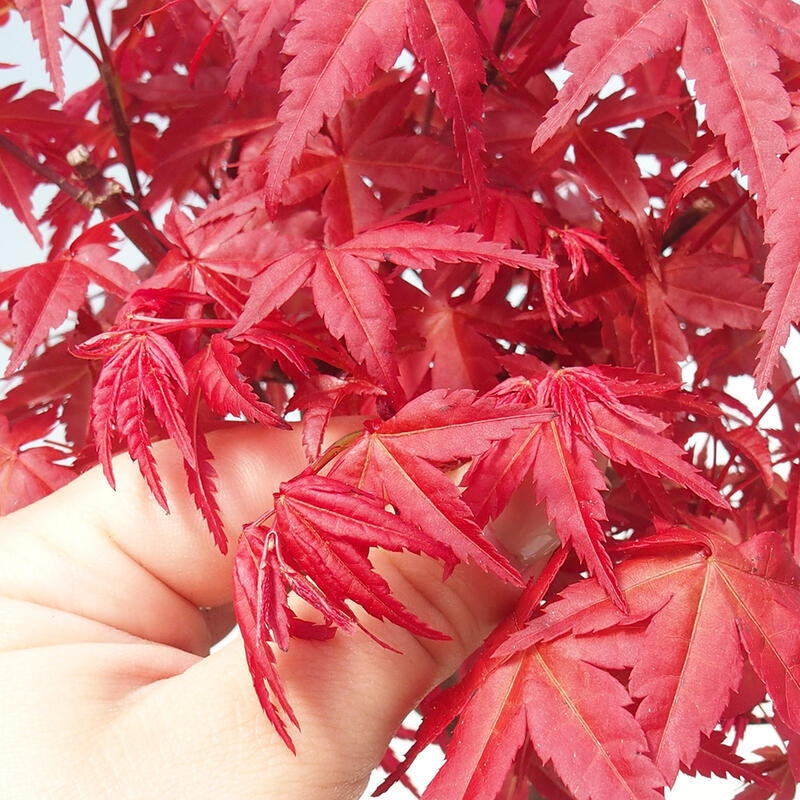 Kültéri bonsai - Acer palmatum DESHOJO