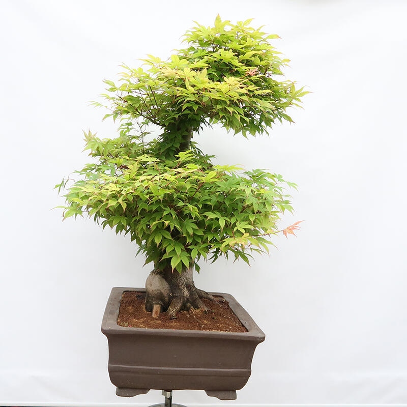 Kültéri bonsai - Acer palmatum - CSAK raklap előkészítése
