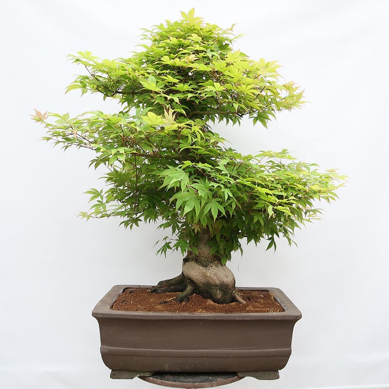 Kültéri bonsai - Acer palmatum - CSAK raklap előkészítése