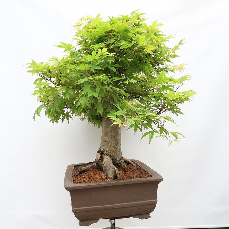 Kültéri bonsai - Acer palmatum - CSAK raklap előkészítése