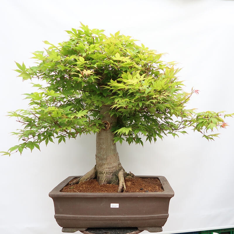 Kültéri bonsai - Acer palmatum - CSAK raklap előkészítése