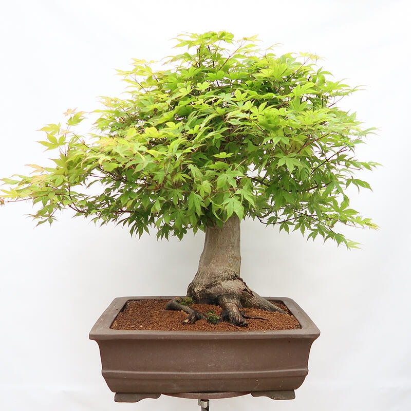 Kültéri bonsai - Acer palmatum - CSAK raklap előkészítése