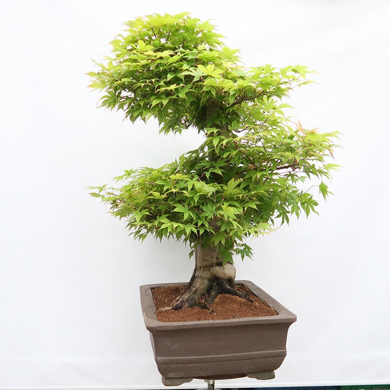 Kültéri bonsai - Acer palmatum - CSAK raklap előkészítése