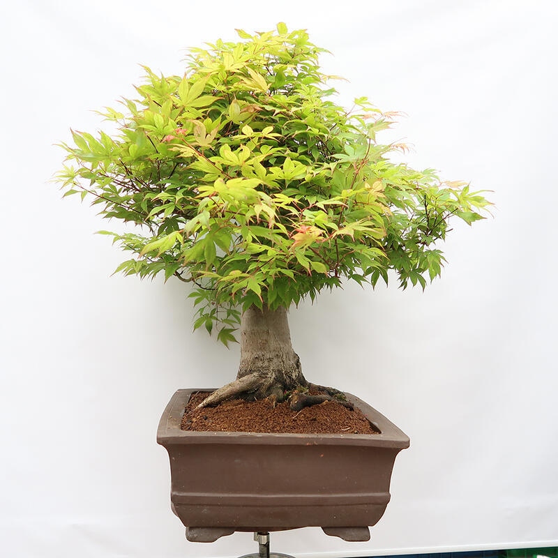 Kültéri bonsai - Acer palmatum - CSAK raklap előkészítése