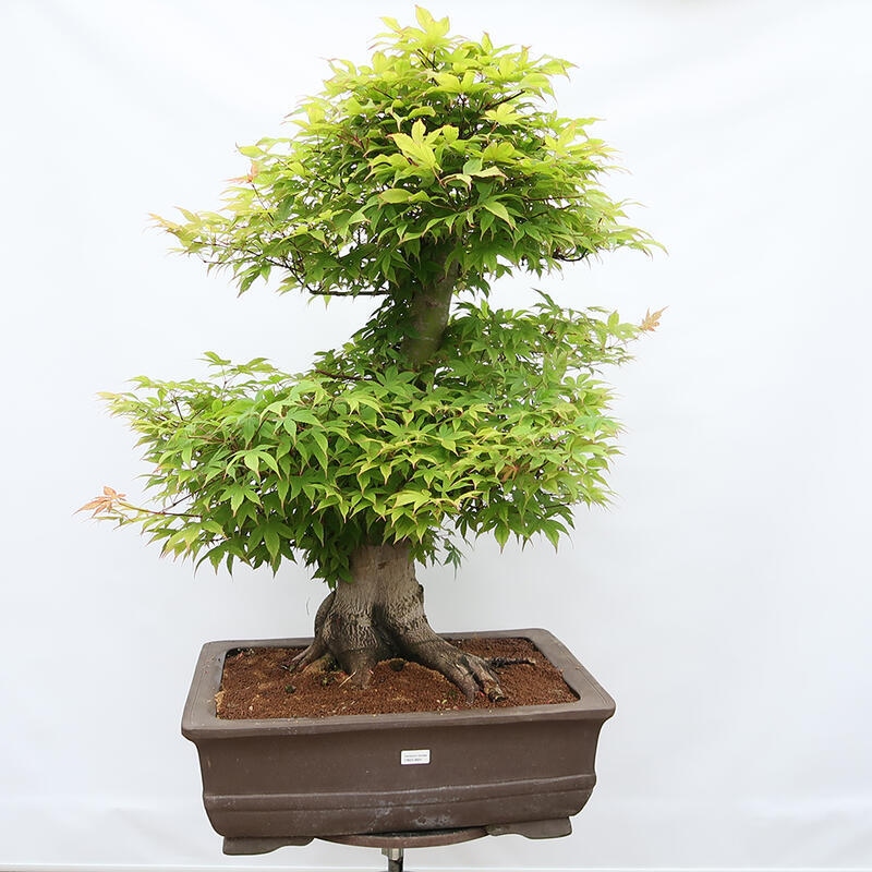 Kültéri bonsai - Acer palmatum - CSAK raklap előkészítése