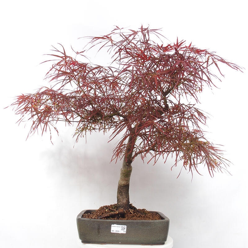 Kültéri bonsai - Acer palmatum RED PYGMY