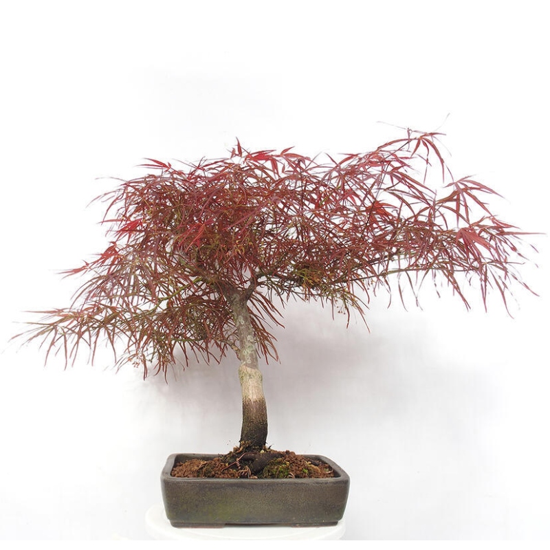 Kültéri bonsai - Acer palmatum RED PYGMY