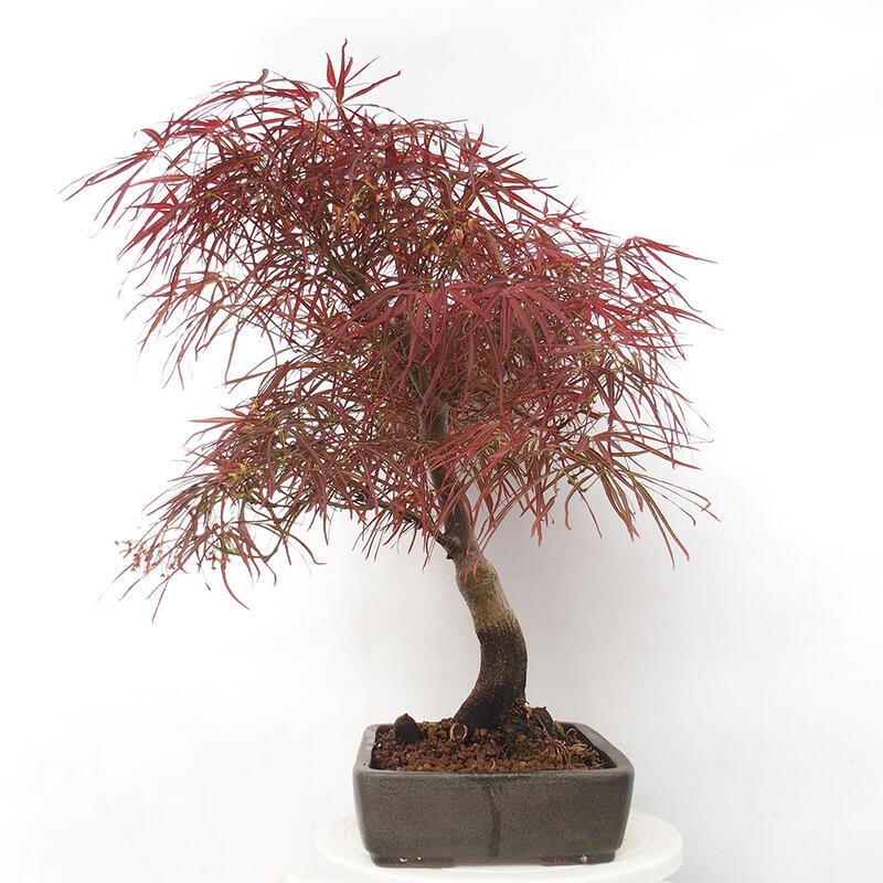 Kültéri bonsai - Acer palmatum RED PYGMY