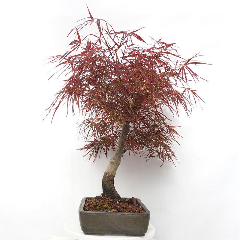 Kültéri bonsai - Acer palmatum RED PYGMY