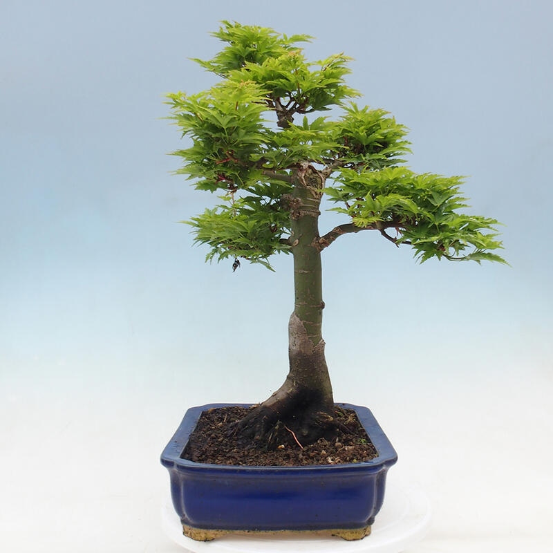 Kültéri bonsai -Javor pálma Acer palmatum Shishigashira