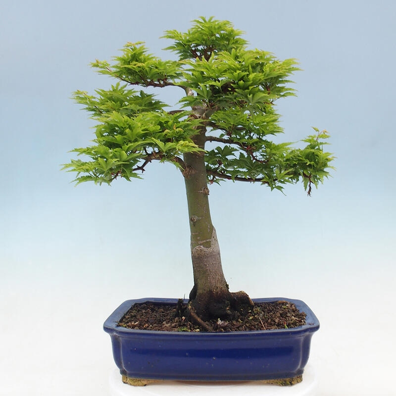 Kültéri bonsai -Javor pálma Acer palmatum Shishigashira