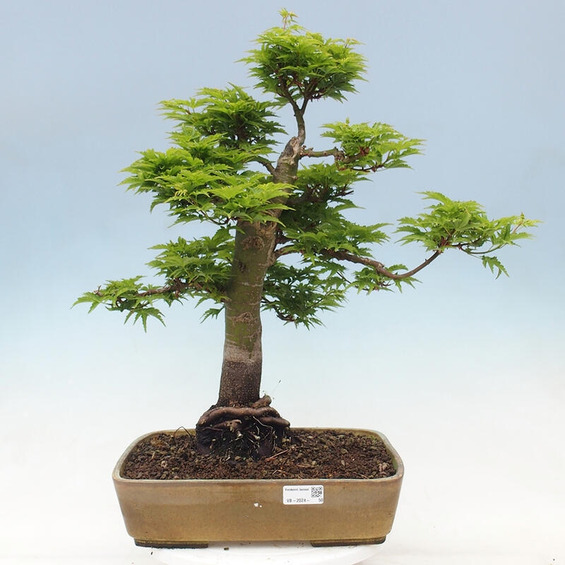 Kültéri bonsai -Javor pálma Acer palmatum Shishigashira