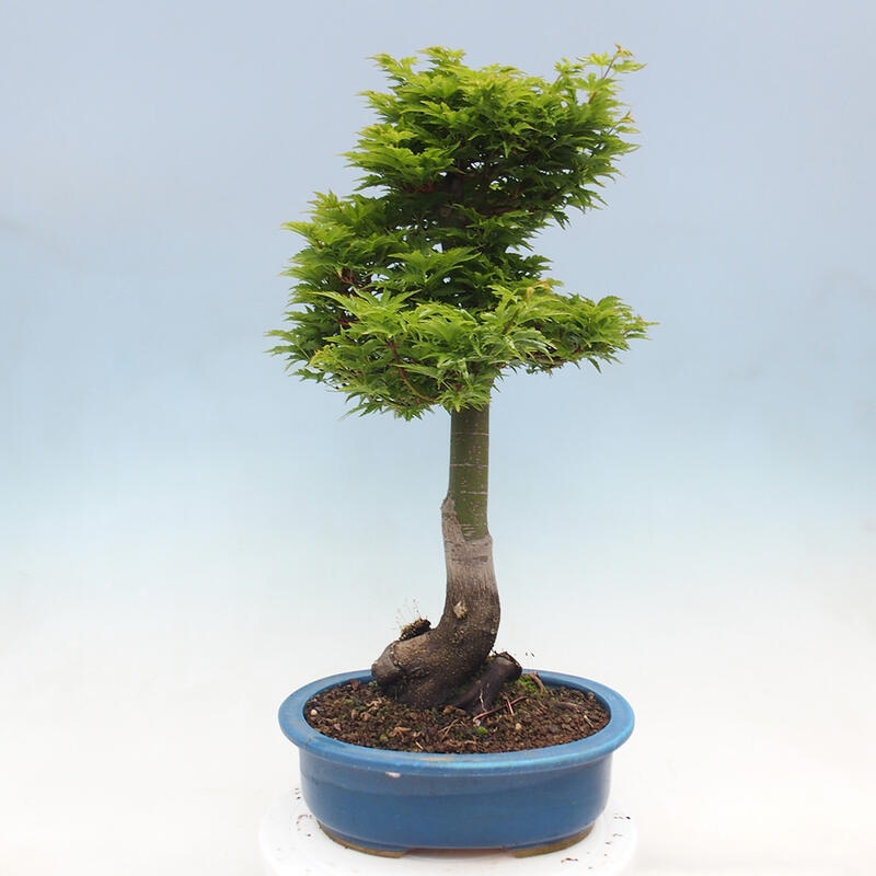 Kültéri bonsai -Javor pálma Acer palmatum Shishigashira
