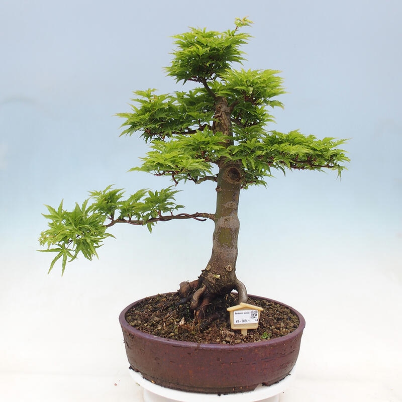 Kültéri bonsai -Javor pálma Acer palmatum Shishigashira
