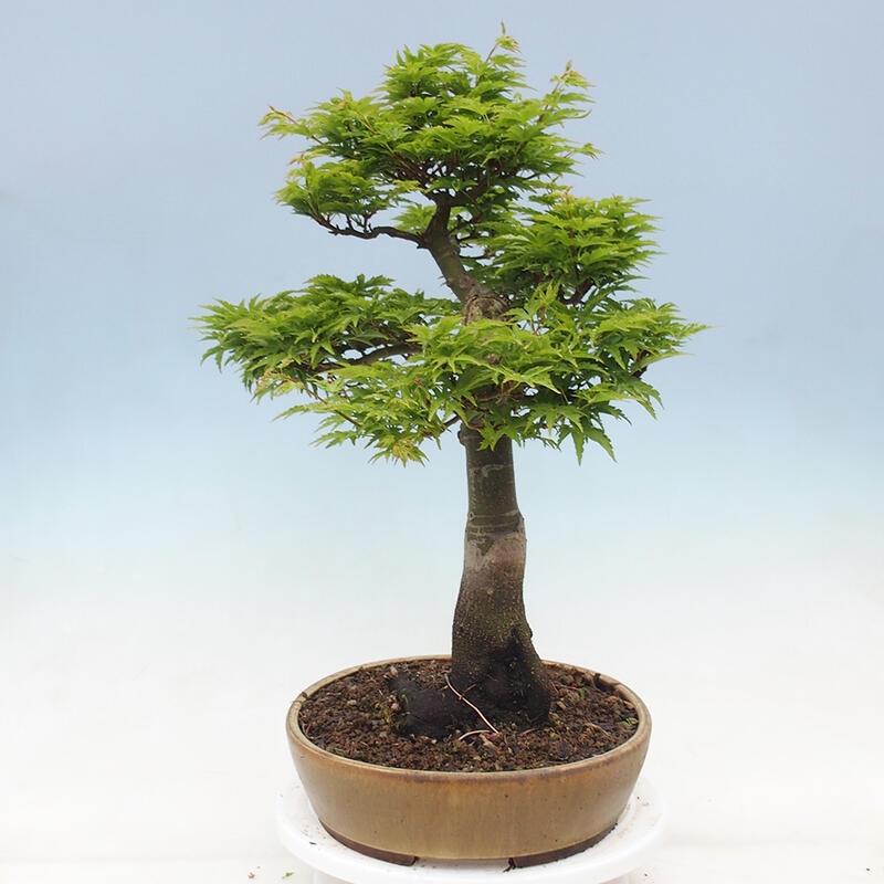 Kültéri bonsai -Javor pálma Acer palmatum Shishigashira
