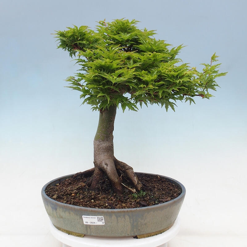 Kültéri bonsai -Javor pálma Acer palmatum Shishigashira