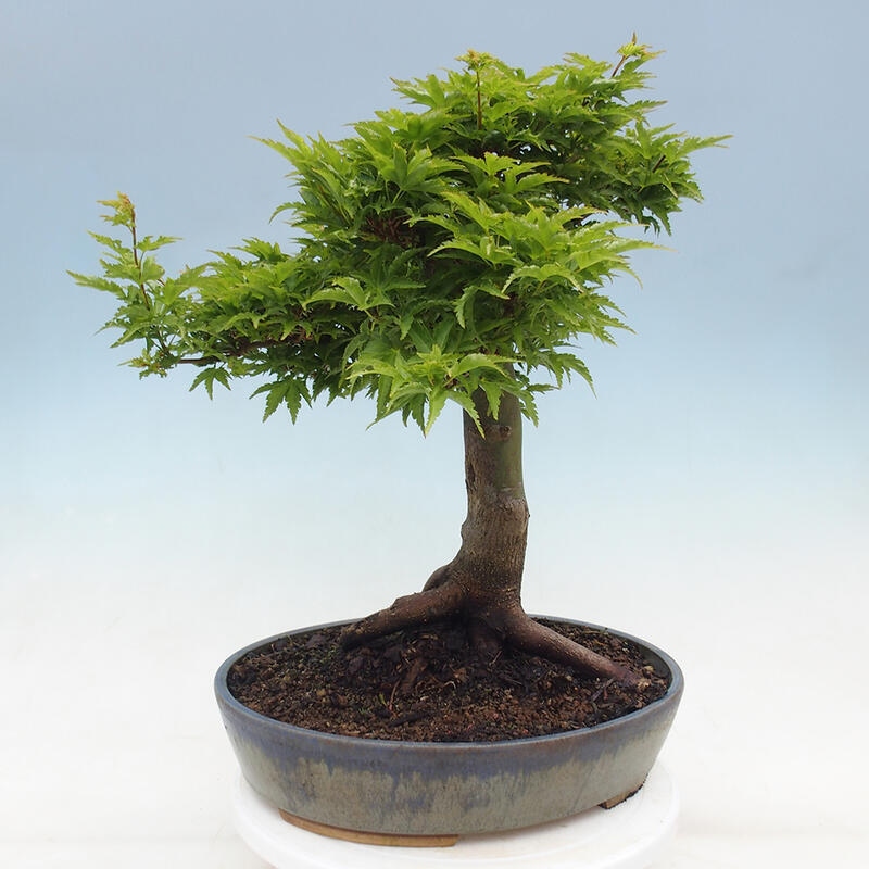 Kültéri bonsai -Javor pálma Acer palmatum Shishigashira