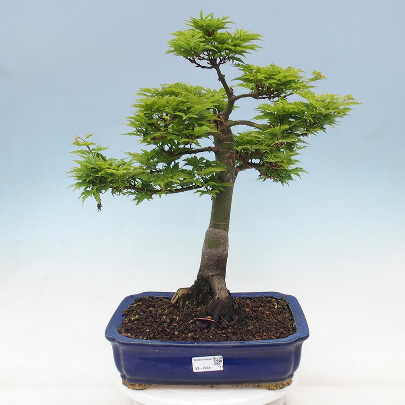 Kültéri bonsai -Javor pálma Acer palmatum Shishigashira