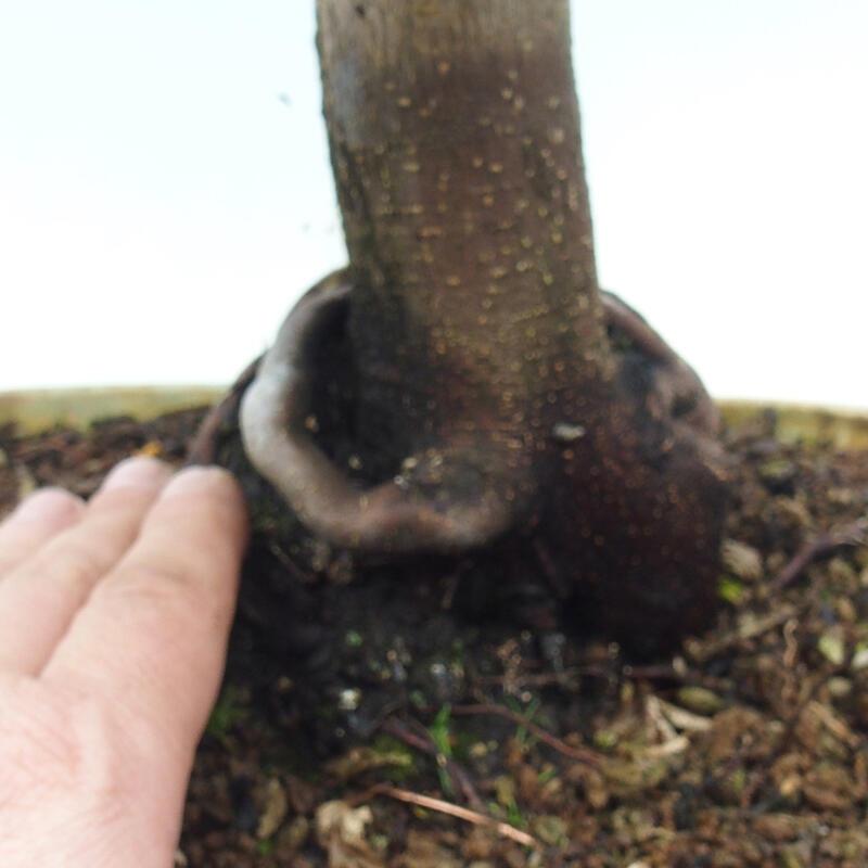 Kültéri bonsai -Javor pálma Acer palmatum Shishigashira