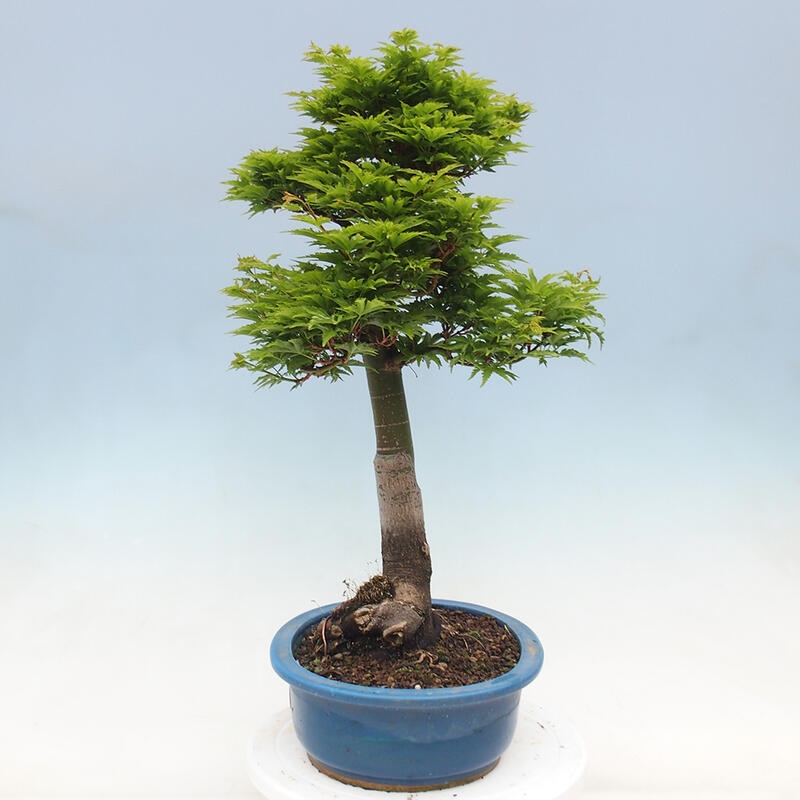 Kültéri bonsai -Javor pálma Acer palmatum Shishigashira