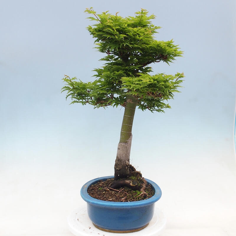 Kültéri bonsai -Javor pálma Acer palmatum Shishigashira