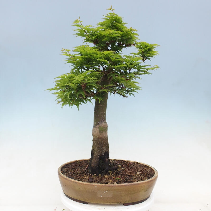 Kültéri bonsai -Javor pálma Acer palmatum Shishigashira