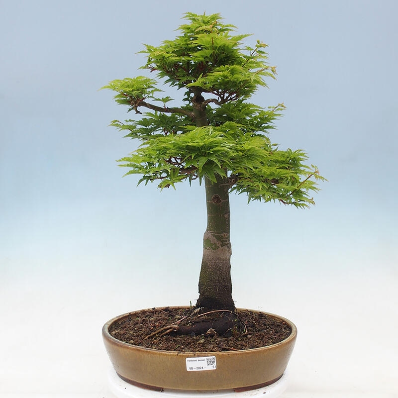 Kültéri bonsai -Javor pálma Acer palmatum Shishigashira