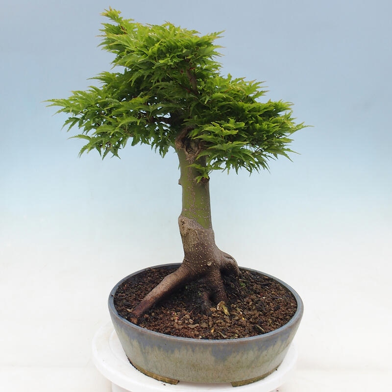 Kültéri bonsai -Javor pálma Acer palmatum Shishigashira