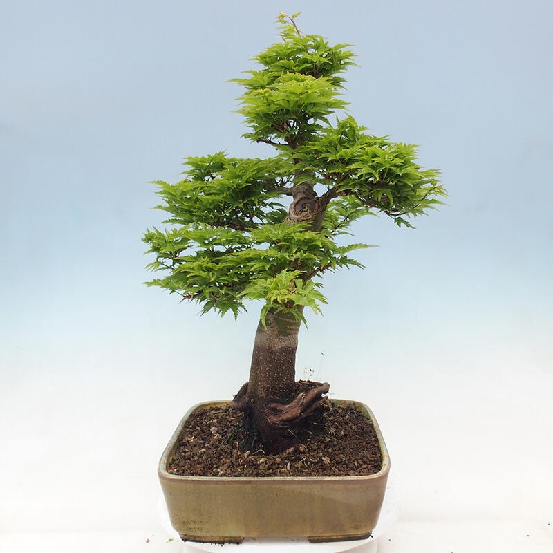 Kültéri bonsai -Javor pálma Acer palmatum Shishigashira