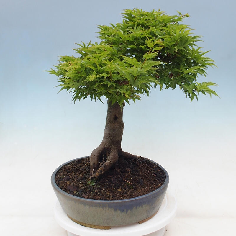 Kültéri bonsai -Javor pálma Acer palmatum Shishigashira