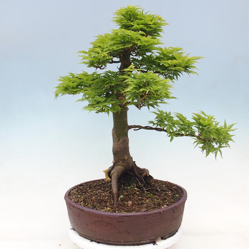 Kültéri bonsai -Javor pálma Acer palmatum Shishigashira