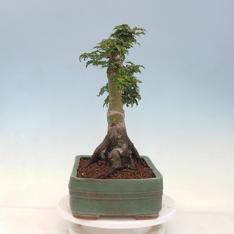 Kültéri bonsai -Javor pálma Acer palmatum Shishigashira