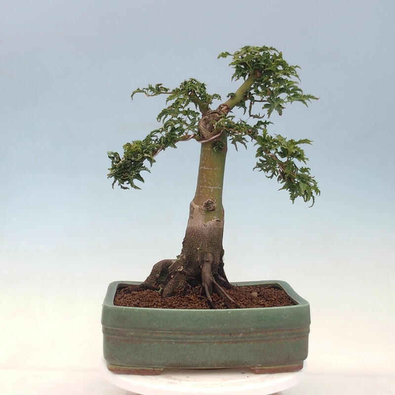 Kültéri bonsai -Javor pálma Acer palmatum Shishigashira