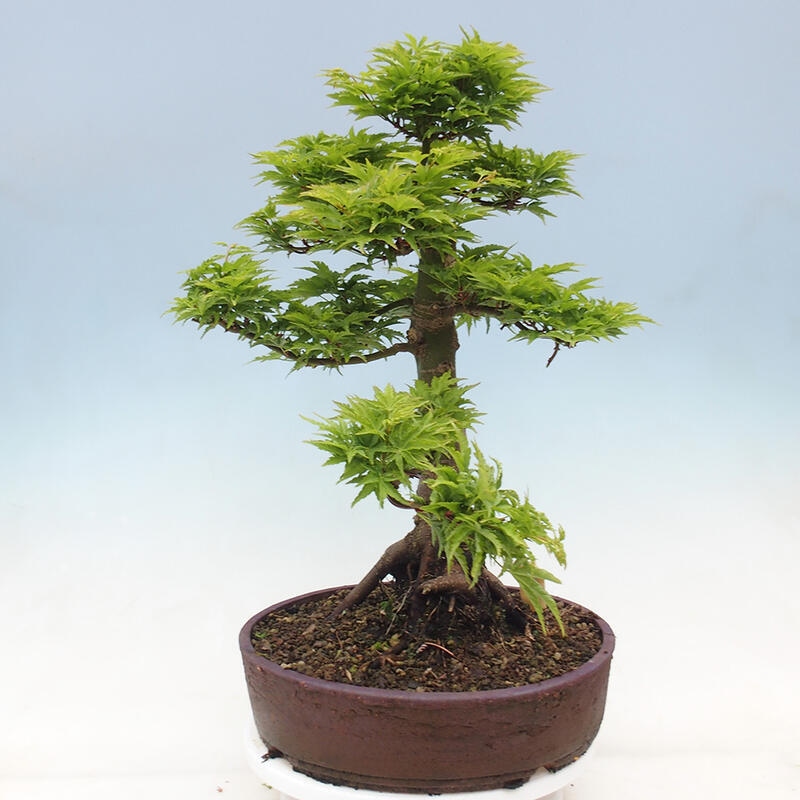 Kültéri bonsai -Javor pálma Acer palmatum Shishigashira