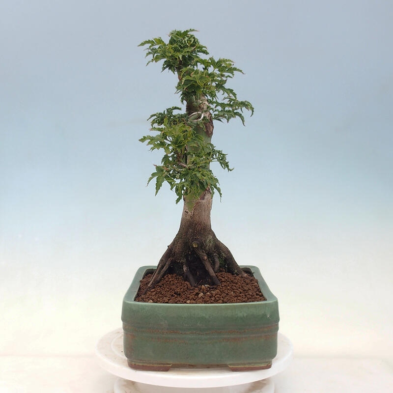 Kültéri bonsai -Javor pálma Acer palmatum Shishigashira