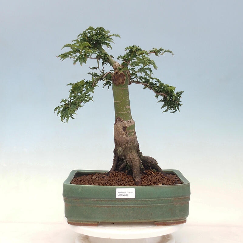 Kültéri bonsai -Javor pálma Acer palmatum Shishigashira