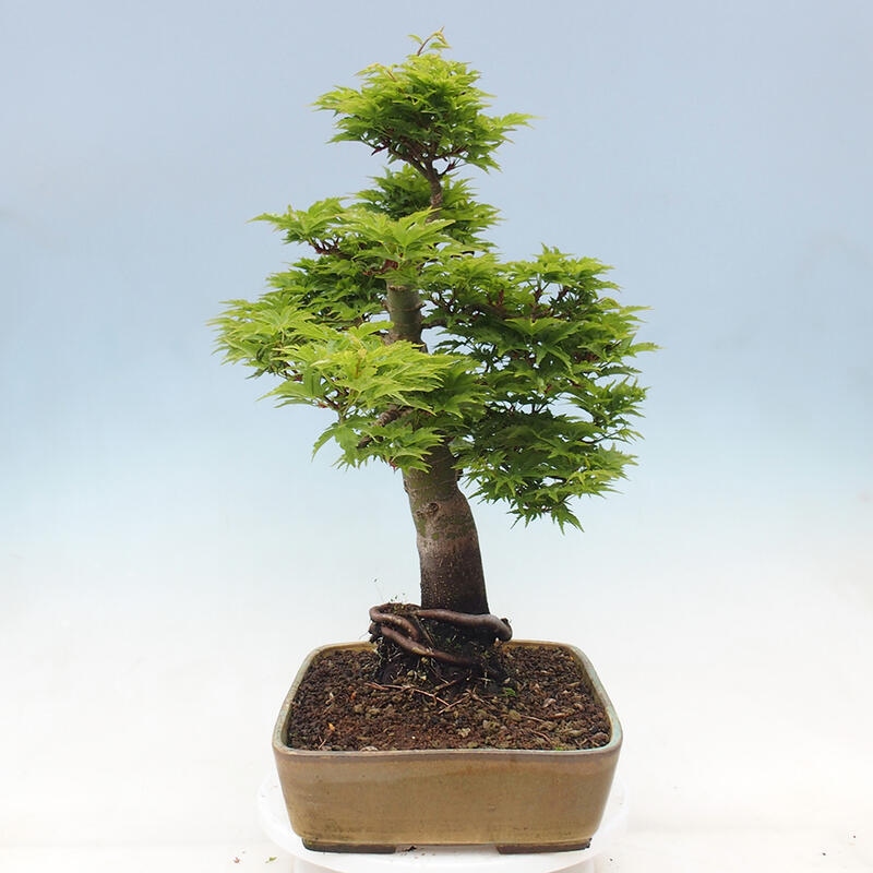 Kültéri bonsai -Javor pálma Acer palmatum Shishigashira