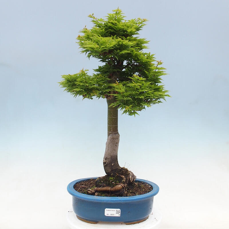 Kültéri bonsai -Javor pálma Acer palmatum Shishigashira