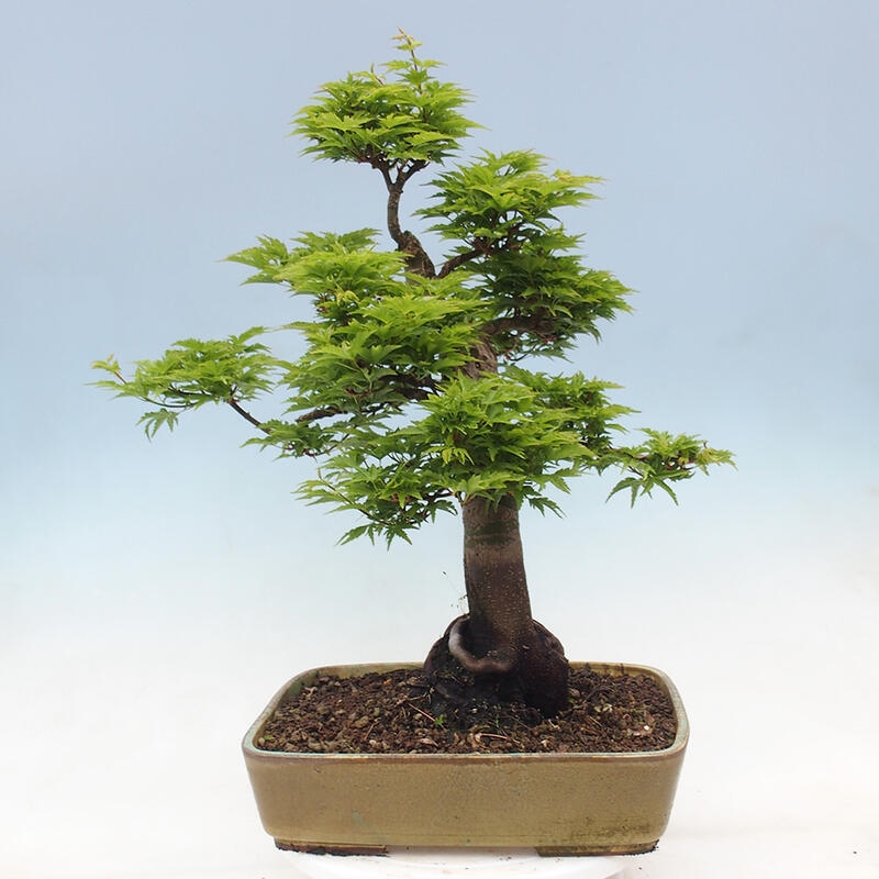 Kültéri bonsai -Javor pálma Acer palmatum Shishigashira