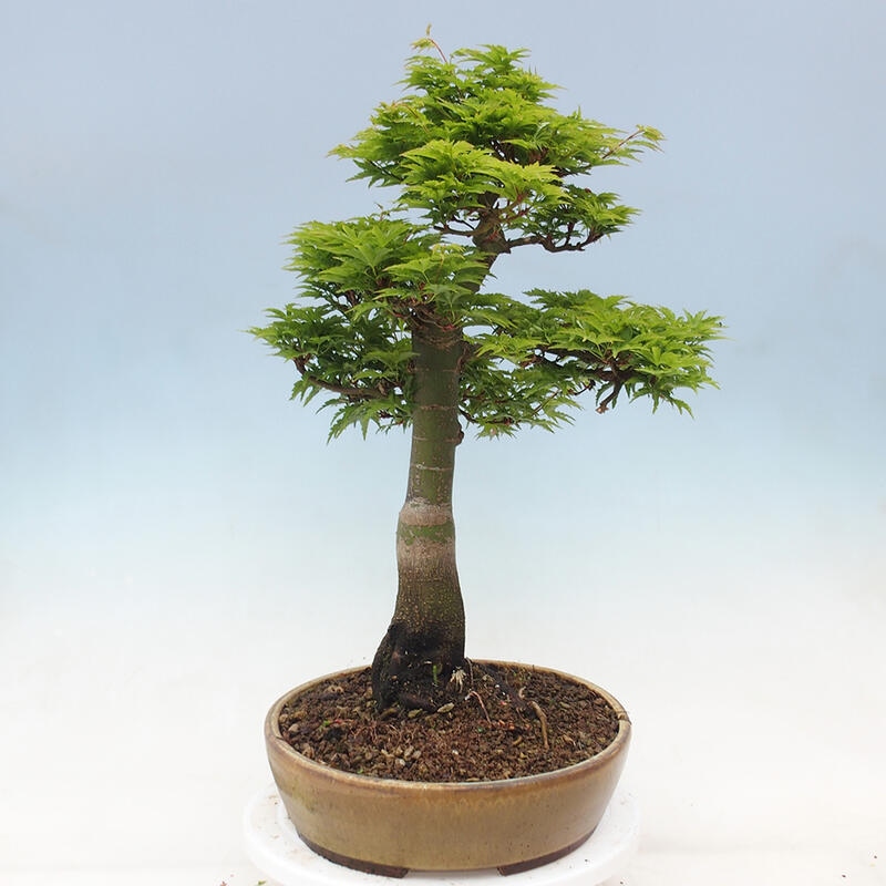 Kültéri bonsai -Javor pálma Acer palmatum Shishigashira