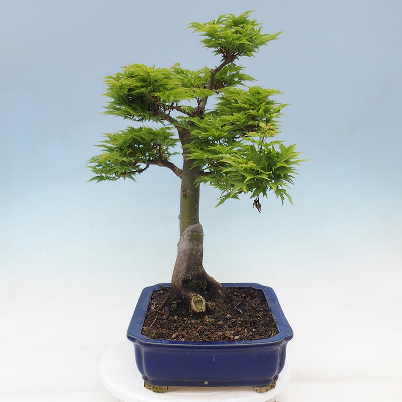 Kültéri bonsai -Javor pálma Acer palmatum Shishigashira