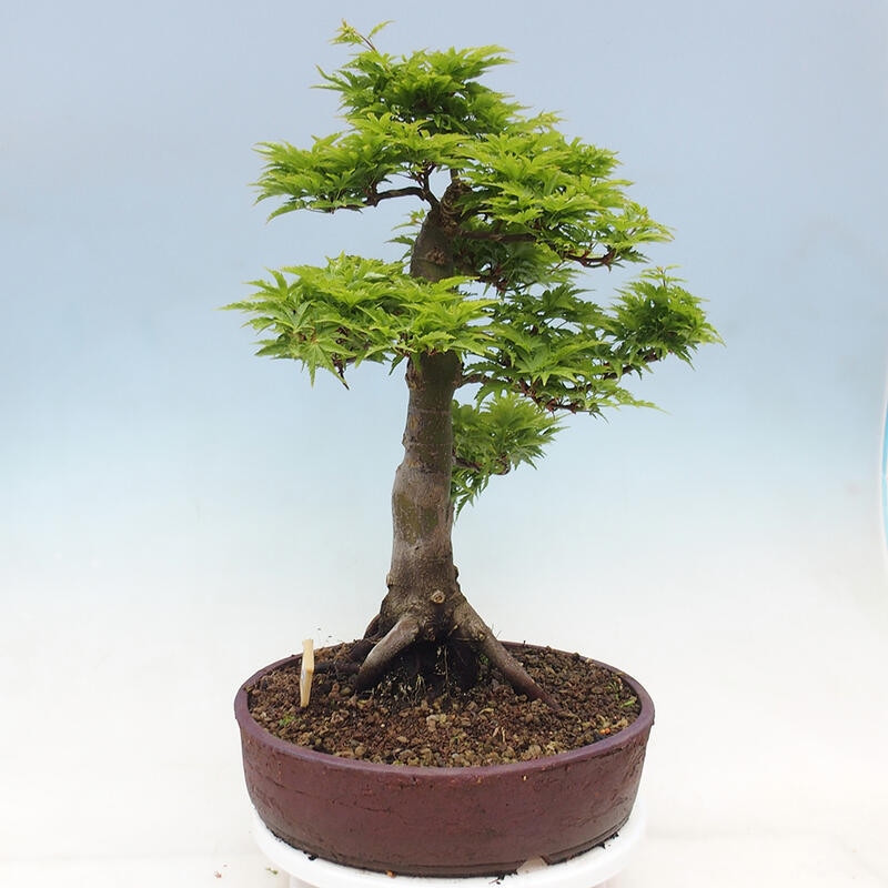 Kültéri bonsai -Javor pálma Acer palmatum Shishigashira