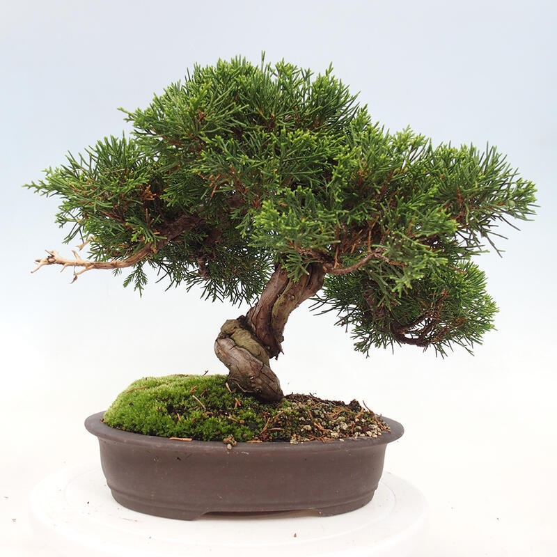 Kültéri bonsai - Juniperus chinensis Itoigawa-Juniperus chinensis