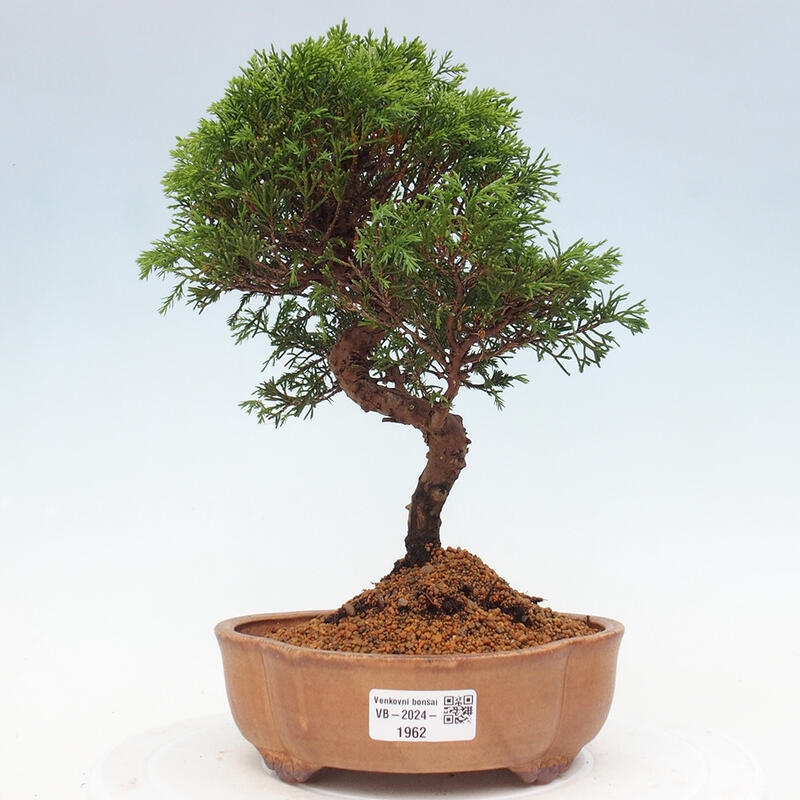 Kültéri bonsai - Juniperus chinensis Itoigawa