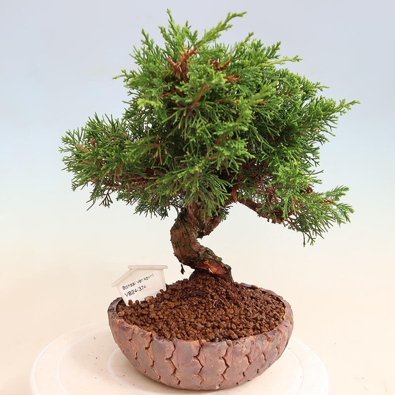 Kültéri bonsai - Juniperus chinensis Itoigawa