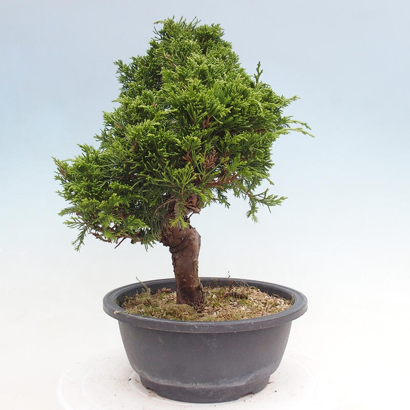Kültéri bonsai - Juniperus chinensis Itoigawa